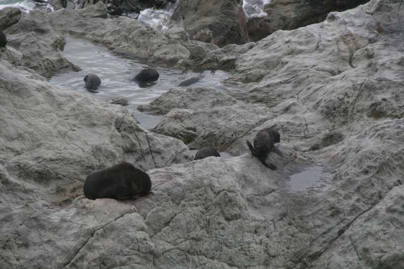 Nieuw-Zeeland 2011 - 1080